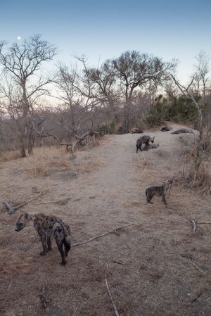 0907_Ngala Tented Campe_032-2.jpg